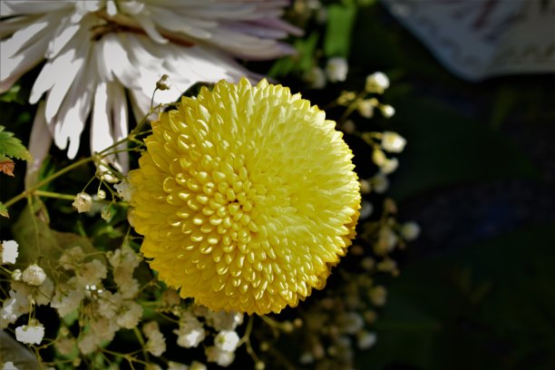 黄菊花图片下载