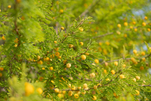盛开的含羞草图片下载