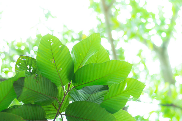 绿色离开大自然的背景，形成了一个夏天到雨季图片下载