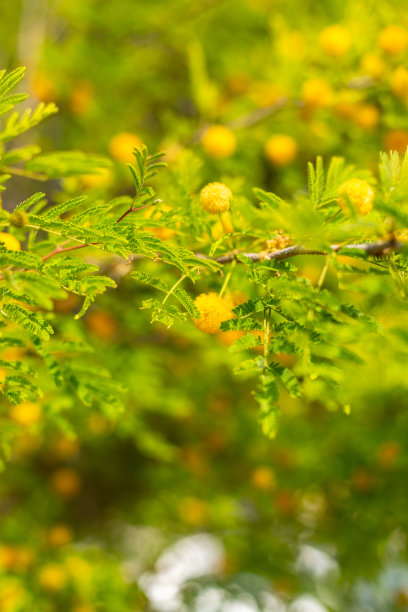 盛开的含羞草图片下载