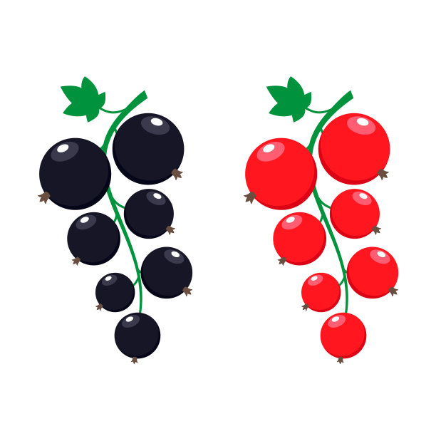 醋栗矢量图。红莓和黑莓图片下载