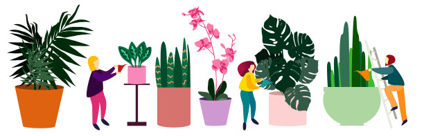 三个女孩在温室里照料植物。给巨大的罐子浇水图片下载