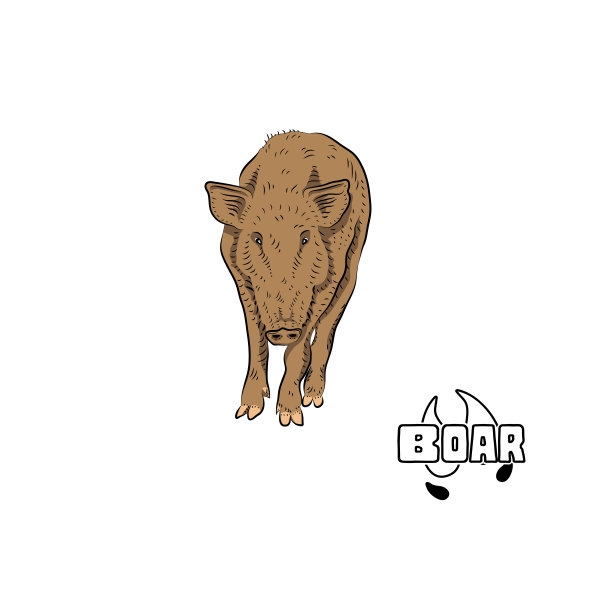 小型猪。图片下载