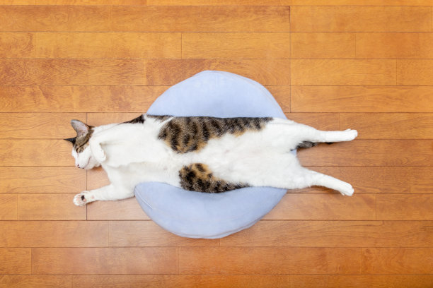 沉睡的猫图片下载