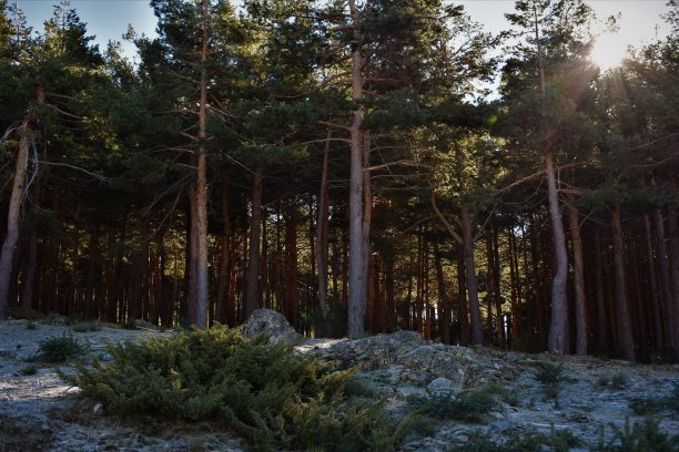 美丽的阳光的森林图片下载