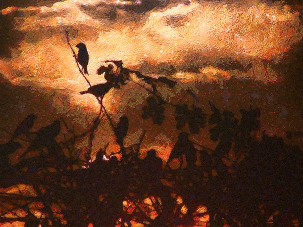 鸟类在日出图片下载