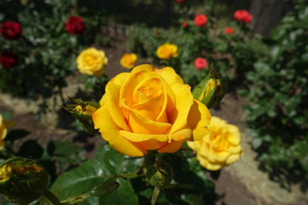 玫瑰枝条上开金黄色的花图片下载