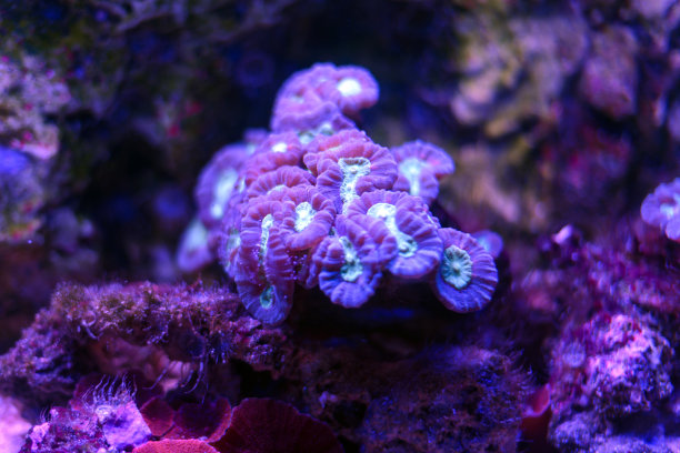 紫色的珊瑚。图片下载