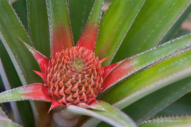 一个年轻的菠萝植物的特写图片下载