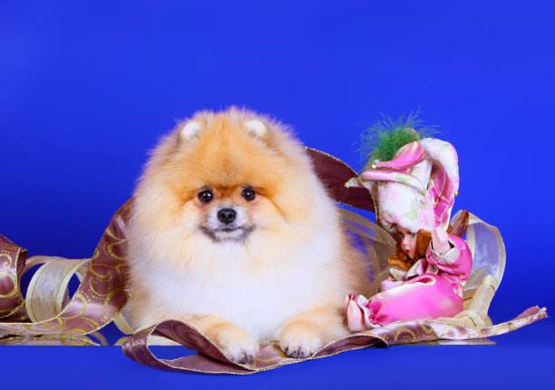 德国施皮茨摆姿势，一个娃娃在一个小丑西装。图片下载