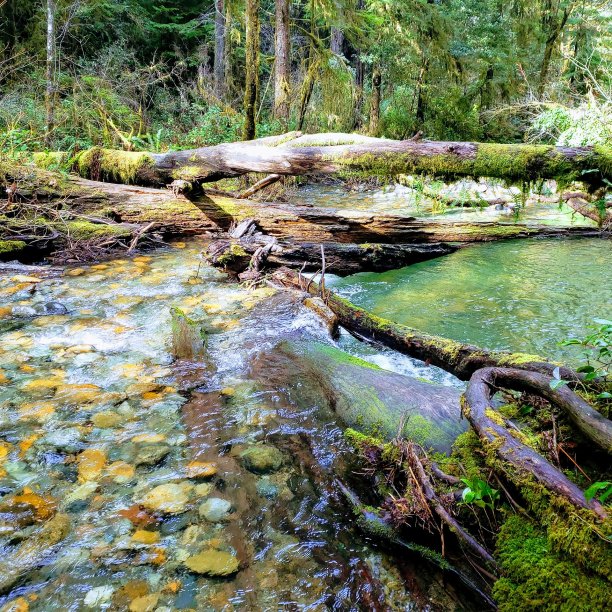 倒下的美丽图片下载