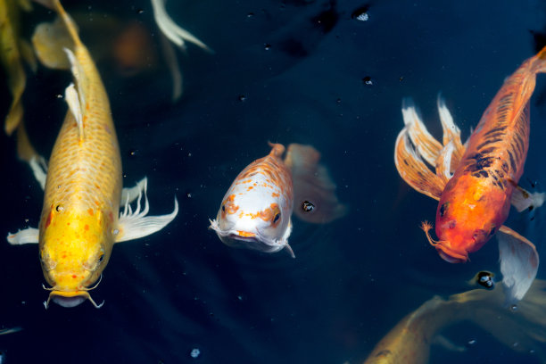 在池塘里游泳的鲤鱼。花式鲤鱼鱼或锦鲤在池塘里游泳，游泳运动和空间。图片下载