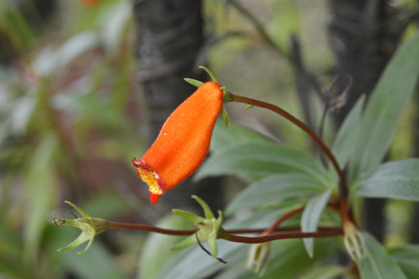 美丽的花朵图片下载