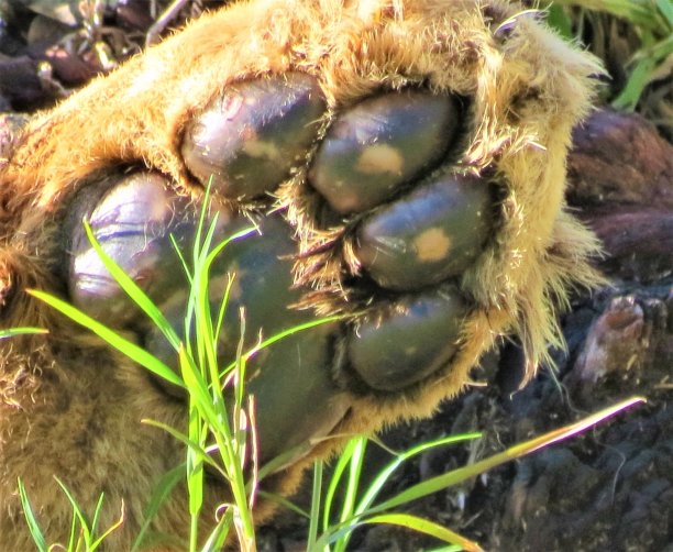 狮子爪子图片下载