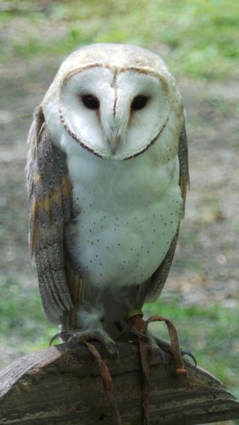 精品枭图片下载