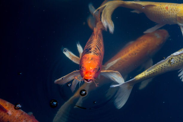 在池塘里游泳的鲤鱼。花式鲤鱼鱼或锦鲤在池塘里游泳，游泳运动和空间。图片下载