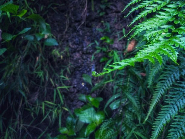 夏季森林中天然绿色野生植物。天然绿色植物，用作背景或墙纸图片下载