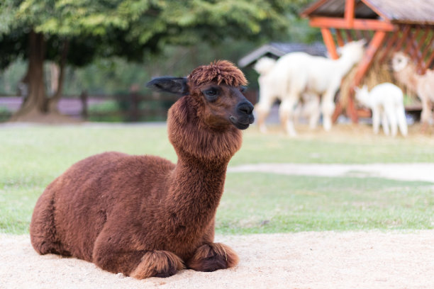 羊驼图片下载