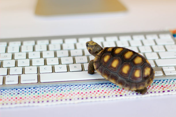 电脑上的乌龟，有键盘和无线鼠标，网速慢，处理器慢图片下载