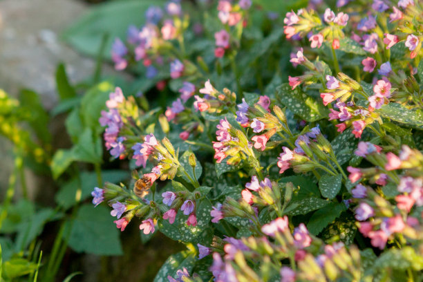 有翼蜜蜂慢慢地飞到植物上，在私人养蜂场上从花上采集花蜜。蜂蜜照片组成的美丽的花朵，沉重的花粉在蜜蜂的腿。甜的花蜜是蜜蜂的蜂蜜图片下载