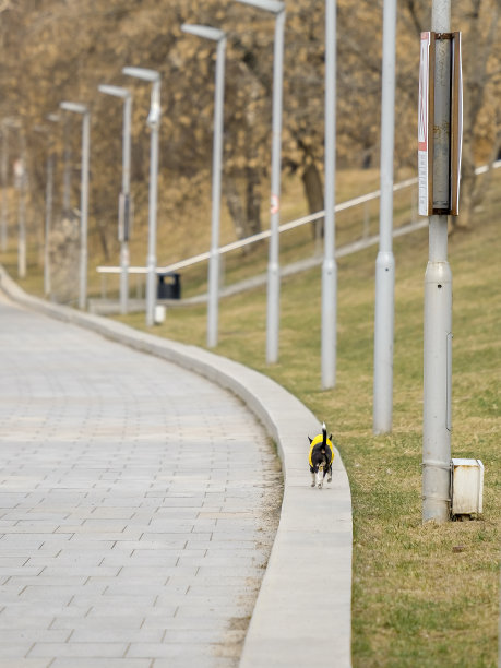 一只小狗沿着栏杆跑着，沿着一排灯笼图片下载