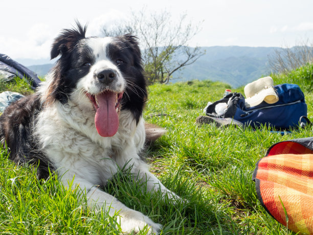 草地上的一只边境牧羊犬图片下载