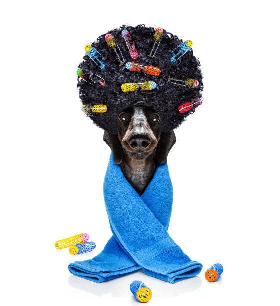 戴着美容面具的狗图片下载