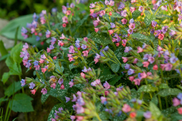 有翼蜜蜂慢慢地飞到植物上，在私人养蜂场上从花上采集花蜜。蜂蜜照片组成的美丽的花朵，沉重的花粉在蜜蜂的腿。甜的花蜜是蜜蜂的蜂蜜图片下载