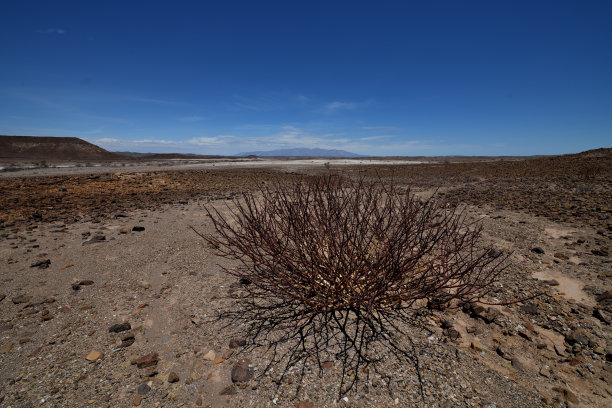沙漠灌木和布兰德堡山的广角照片图片下载