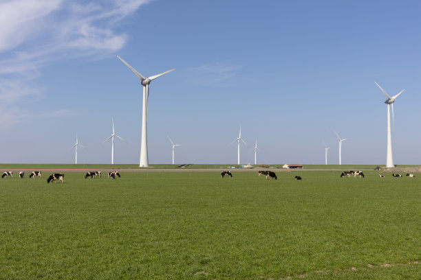 荷兰，弗莱弗兰，风车和奶牛在吃草图片下载