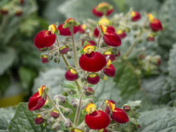 蒲包花，女式钱包，拖鞋花，荷包花，带黄色和橙色花的拖鞋花，为景观设计，愉快迷人的环境。内部的照片图片下载