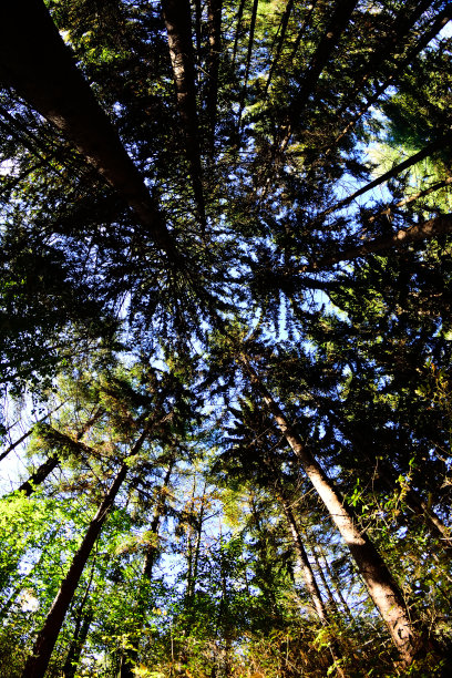 透过鱼眼观看高大的松树图片下载