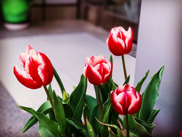 盆花盛开在春天图片下载