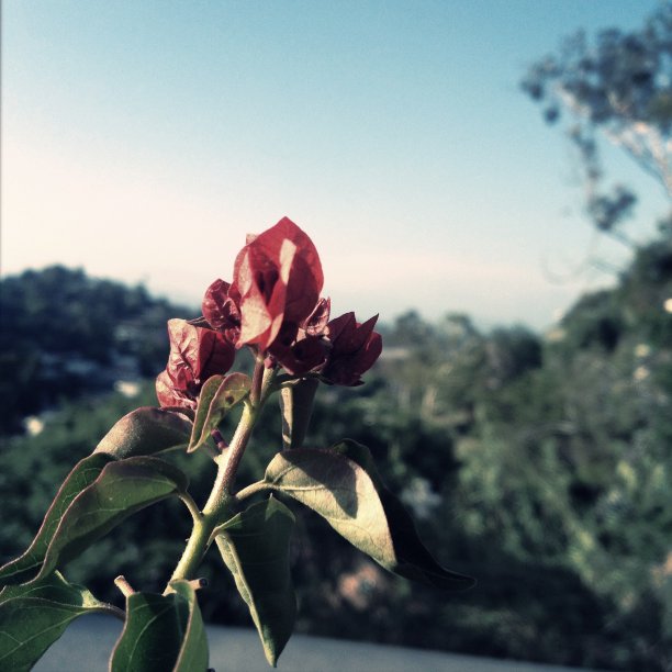 盛开的花在洛杉矶好莱坞山图片下载