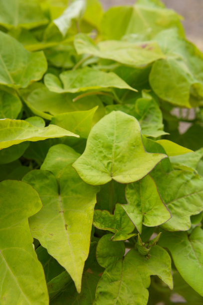 甘薯藤叶片绿色图片下载