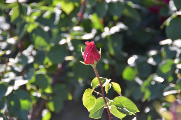 玫瑰在春天图片下载