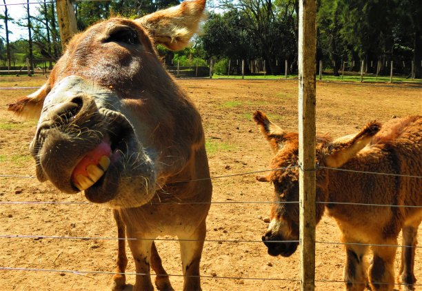 农场里有趣的驴。图片下载