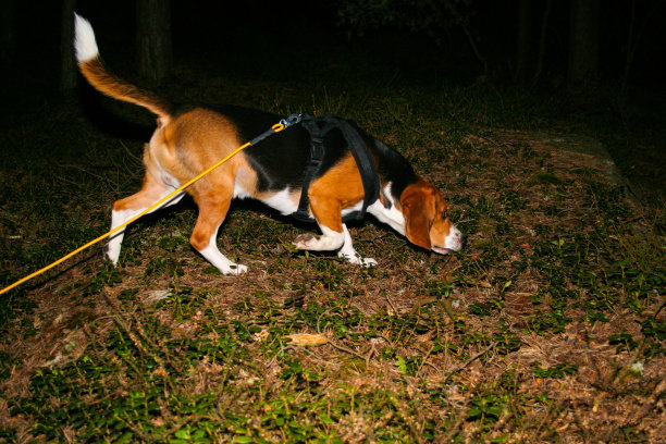 小猎犬号跟踪狗图片下载