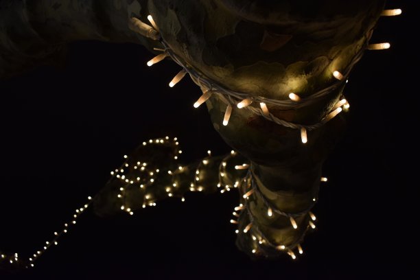 圣诞树上的圣诞彩灯。图片下载