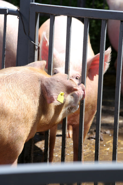 在动物农场的家猪的垂直照片图片下载