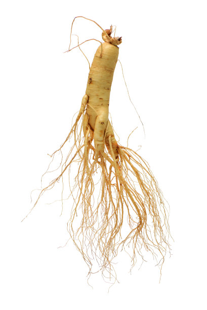 白底上分离的人参图片下载