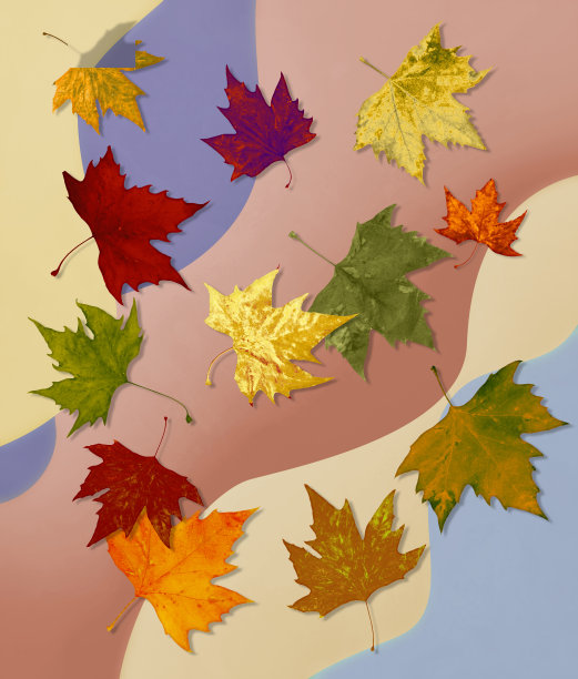 色彩缤纷的秋天，秋天的叶子单独孤立在白色的背景与修剪路径为每一片叶子。图片下载