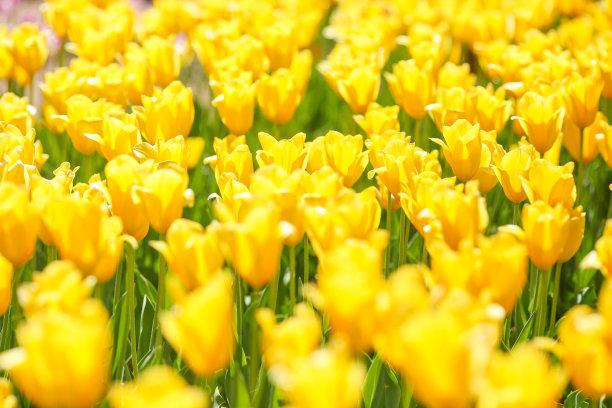 这是一幅由红、黄、白、紫色的郁金香混合而成的作品图片下载