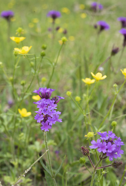 马鞭草，细长马鞭草和毛茛野花图片下载