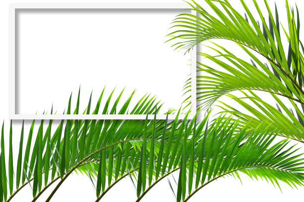 方形的框架，创意的布局，将椰子树的绿叶孤立在白色的背景上。广告卡片或请帖空白。自然的概念。森林中的蕨类叶子。夏天的海报图片下载