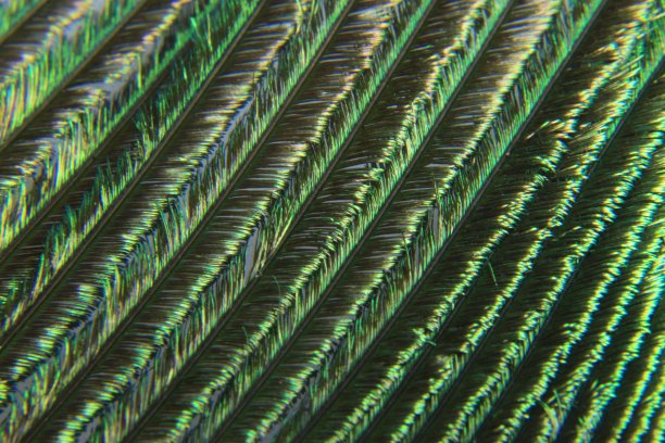 孔雀羽毛微距镜头与发光的金属效果图片下载