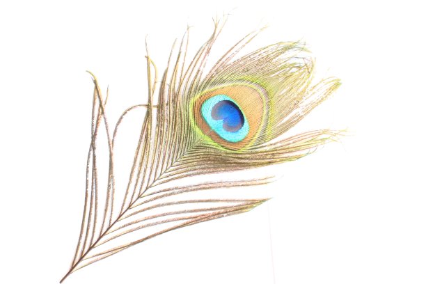 孔雀羽毛微距拍摄与发光的金属效果在白色的背景图片下载