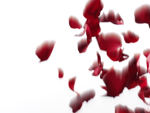 红玫瑰叶子图片下载