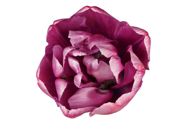 特里，郁金香，紫红色。孤立在白色背景上。从以上观点。焦点的概念图片下载