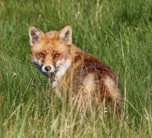 眼睛有病的狐狸图片下载